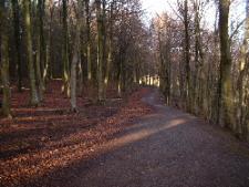 squirrel_walk_9790.JPG